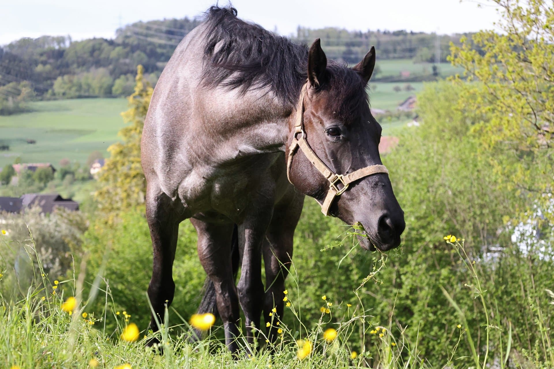 Pferd auf der Weide bei Equilibrium Horsemanship – ruhige, naturnahe Haltung